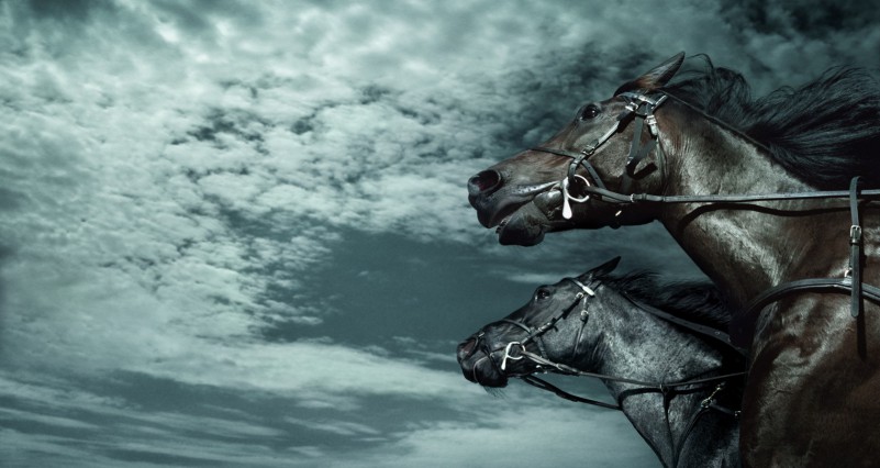 horse-horses-horse-racing