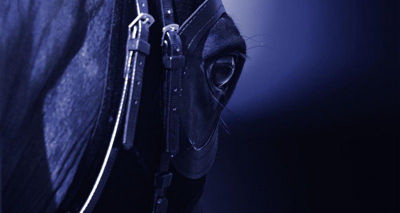 horse_bg