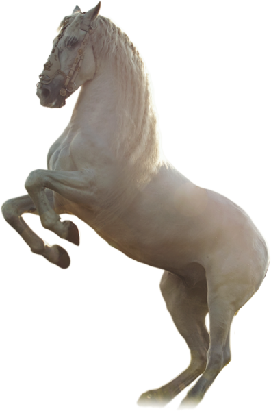 newhorse