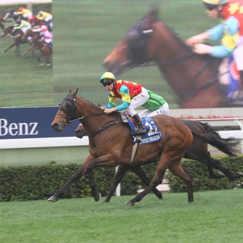 Champion Race Horses 1